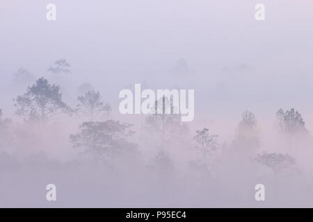 Bergwald Umrisse im Morgennebel. Silhouette von Bäumen Grove in dicken weißen Morgennebel. blasse Farbe Holz obskure durch Feuchtigkeit in den Bergen Stockfoto