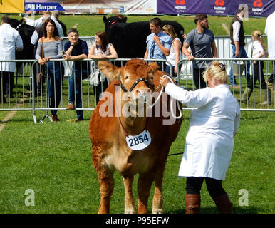 Stier mit seinem Handler in der Beurteilung der Ring auf dem Showground auf der Royal Welsh Show. Die Show ist eine der größten landwirtschaftlichen Veranstaltungen in Europa. Stockfoto