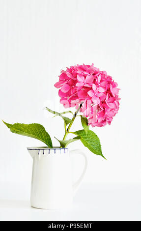 Eine weiße Krug mit einem rosa Zierpflanzen Hortensien blühen flowerisolated vor weißem Hintergrund Stockfoto