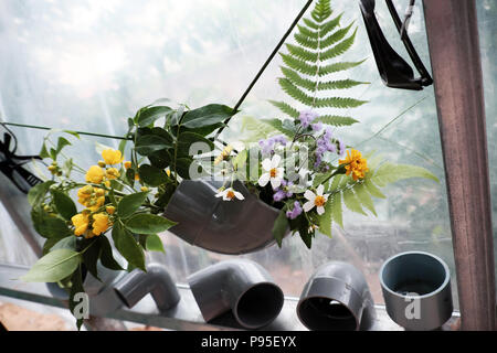 Freizeitaktivitäten mit Recycling von Abfällen vase Dekoration Zuhause zu machen, bunte Daisy in der Wasserleitung auf weißem Hintergrund Stockfoto