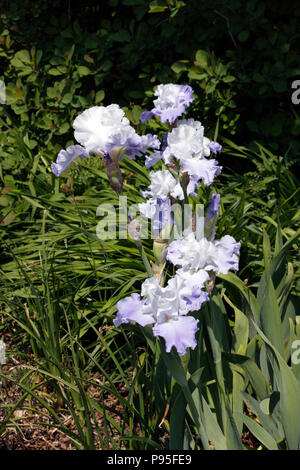 IRIS LERCHE steigen. BEARDED IRIS. Stockfoto