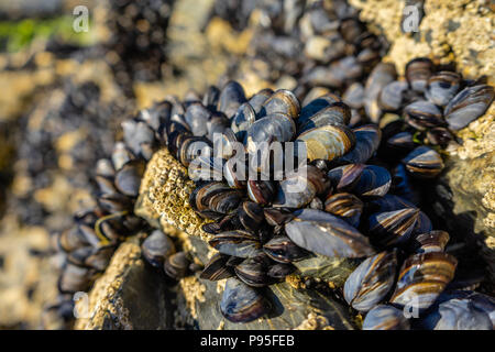 Live Miesmuscheln (Mytilus edulis) auf einem Felsen in der North Cornwall an der Atlantik Küste im Sommer 2018 (Juli), Cornwall, Enland, Großbritannien Stockfoto