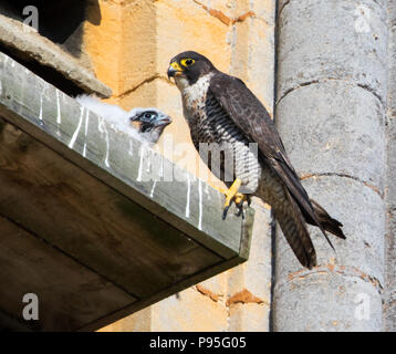 Wanderfalke im Nest auf Tewkesbury Abbey mit Küken Stockfoto