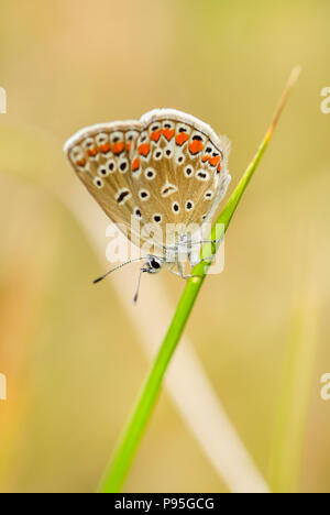 Gemeinsame Blauer Schmetterling - Polyommatus Icarus, schöne buttefly Farbige aus europäischen Wiesen und Weideland. Stockfoto