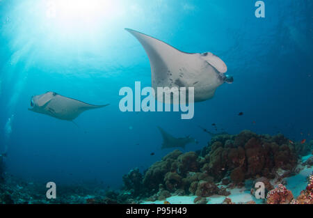 Zwei Mantarochen schwimmen vorbei an einer Koralle Reinigungsstation im Indischen Ozean unter einem Sunburst und ocean Oberfläche Stockfoto