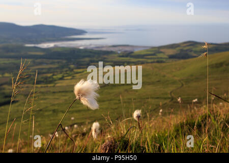 Moor Cotton an einem Sommerabend mit Blick auf Brandon Point entlang des Wild Atlantic Way auf der Dingle Peninsula, Grafschaft Kerry, Irland Stockfoto