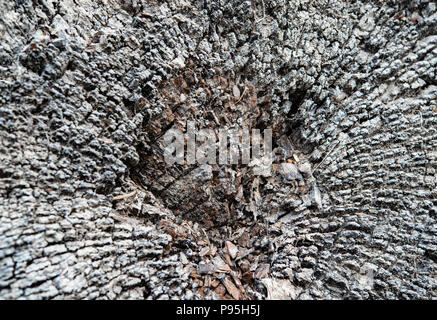 Verwittertes Holz Korn auf einem alten Baumstumpf Stockfoto