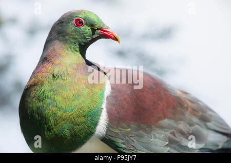 Neuseeland Ringeltaube oder kereru Stockfoto