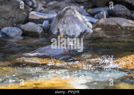 Blaue Ente (Whio) Schwimmen in einem Neuseeländischen River. Die Blaue Ente ist nur in Neuseeland gefunden und ist eine gefährdete Spezies, die vom Aussterben bedroht ist. Stockfoto