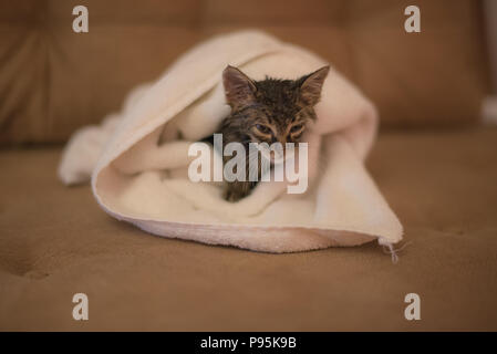 Armen Kätzchen auf der Suche nach einem Bad cat miserabel Stockfoto