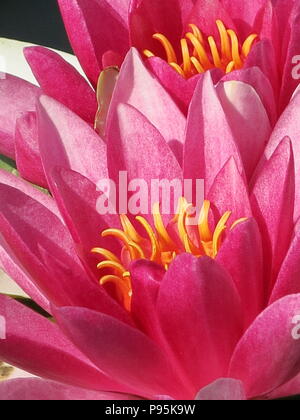 Close-up von einigen sehr helle Seerosen, rosa Blüten mit gelben Staubbeuteln, die ihre Köpfe statt senkrecht über dem Wasser Stockfoto