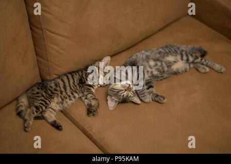 Kätzchen schlafen nebeneinander süße Katzen schlafen nebeneinander Stockfoto