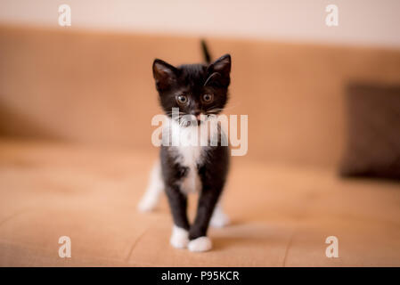 Schwarze Katze tuxedo Cute Kitten Portrait, süsseste Katze Foto, süsseste Kätzchen Foto Stockfoto