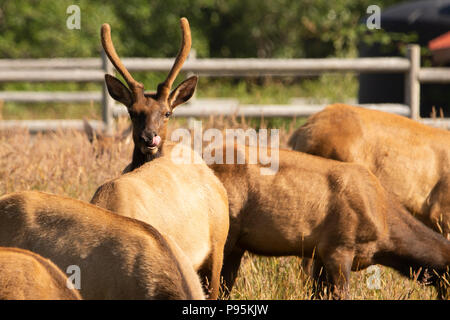 Einen jungen Stier Roosevelt elk hat samt auf seinem neuen Geweih als er Einblicke über die Rückseite eines anderen Grazer. Stockfoto