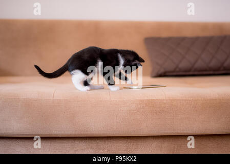 Katze Kätzchen spielen mit Handy, Tuxedo cat Kitten spielen cat Telefon Stockfoto