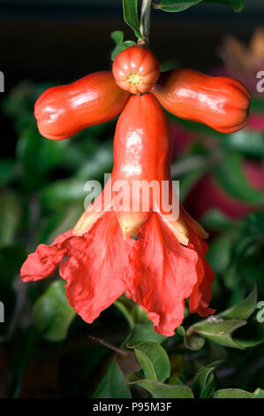 Blume der Granatapfel Obst Baum. Stockfoto