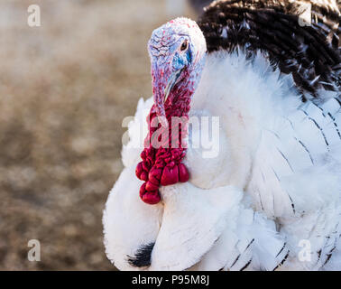 Live Türkei Portrait Stockfoto