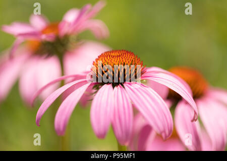 Nahaufnahme von rosa Coneflowers in der Natur in den Vereinigten Staaten von Amerika Stockfoto