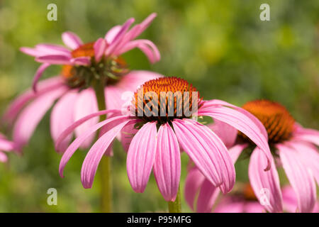 Nahaufnahme von rosa Coneflowers in der Natur in den Vereinigten Staaten von Amerika Stockfoto