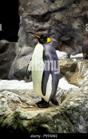 Königspinguine auf dem Stein Küste, Berge im Hintergrund Stockfoto