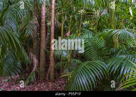 Von tropischen Palmen Blätter, grünen Regenwald Hintergrund Stockfoto