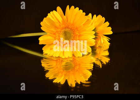 Gelbes Zebra Blumen auf schwarzem Hintergrund isoliert. Stockfoto
