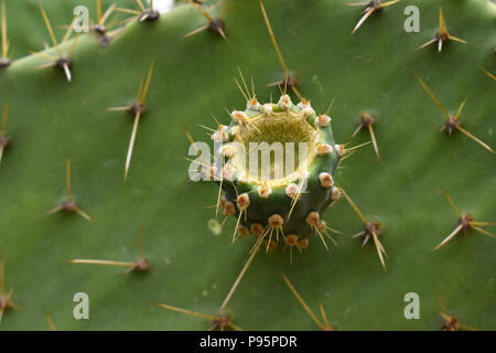 Nahaufnahme von Opuntia Kakteen. Stockfoto