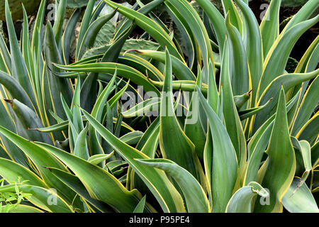 Bild von sukkulenten Pflanzen bunte Zwerg Agave. Stockfoto