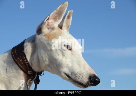 Nahaufnahme auf das Gesicht ein Ältester Podenvo Hund Stockfoto