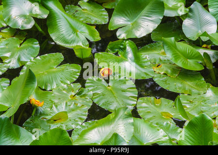 Europäische gelbe Teich - Lily, gelbe Wasserlilie (Nuphar lutea) Stockfoto