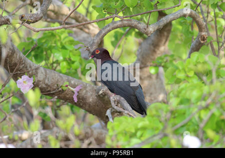 Schuppige-naped Pigeon, auf St. John's in den US Virgin Islands genommen Stockfoto