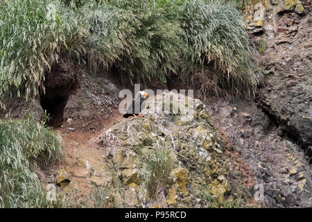 Getuftete Papageitaucher in Nesting Lage, auf 'Haystack Rock', in Cannon Beach in Oregon, USA Stockfoto