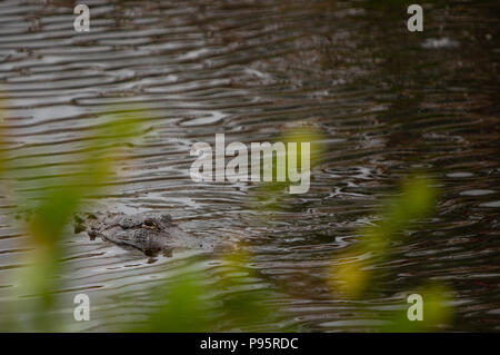 Alligator Schwimmen in Richtung Sie Stockfoto