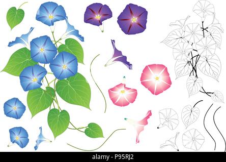 Blau Rosa und Lila Morning Glory skizzieren. auf weißem Hintergrund. Vector Illustration. Stock Vektor