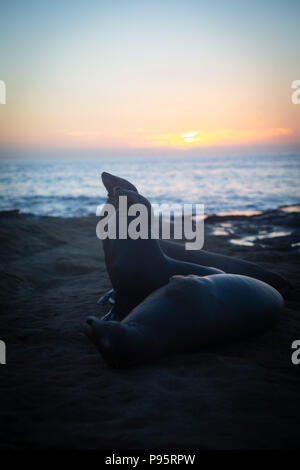 Portrait von Seelöwen auf den Felsen bei Sonnenuntergang Stockfoto