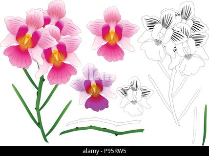 Vanda Miss Joaquim Orchid skizzieren. Singapur nationale Blume. auf weißem Hintergrund. Vector Illustration. Stock Vektor
