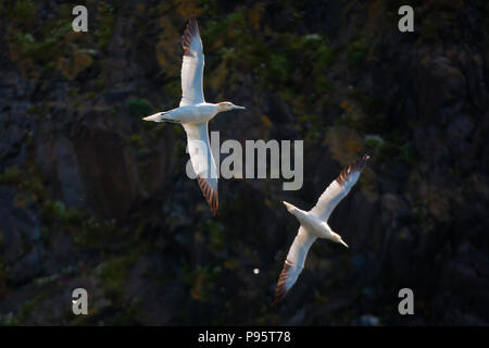 Zwei Basstölpel, Morus bassanus, im Flug bei Runde Insel, Atlantik Westküste, Østfold, Norwegen. Stockfoto