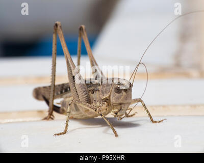 Eine lange gehörnten Kricket in Zypern, im östlichen Mittelmeerraum Stockfoto