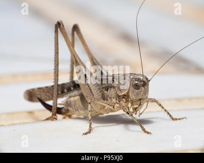 Eine lange gehörnten Kricket in Zypern, im östlichen Mittelmeerraum Stockfoto