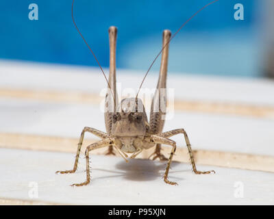 Eine lange gehörnten Kricket in Zypern, im östlichen Mittelmeerraum Stockfoto