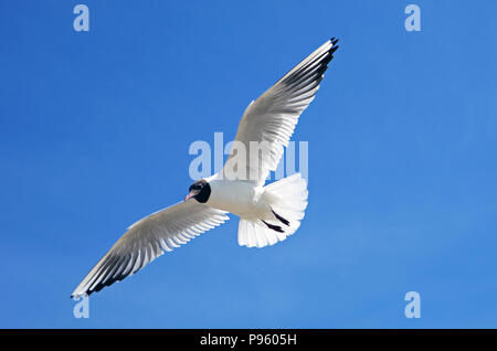 Schönen schwarz-headed Möwe im Flug mit ausgebreiteten Flügeln auf den blauen Himmel Hintergrund Stockfoto