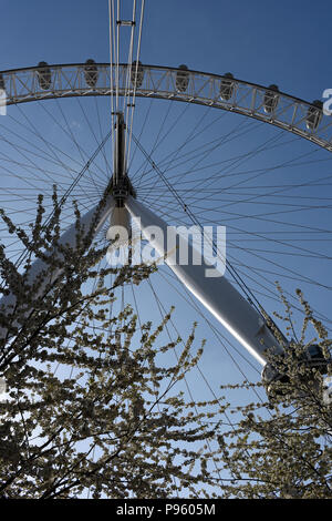 Das London Eye hinter spring blossom Stockfoto