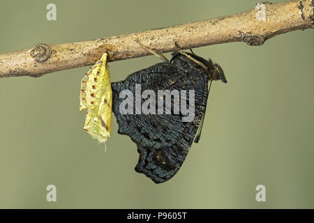 Frisch geschlüpften Europäischen Tagpfauenauge (Nymphalis io), Schweiz Stockfoto