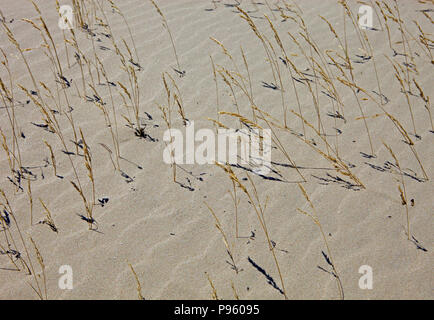 Sand und trockenem Gras unter den Dünen, Sand sieht aus wie Wellen Stockfoto