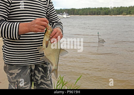 Eine gemeinsame Brachsen, Brassen, bronze Brasse, Karpfen oder Brassen in Fisherman's Hand nach Fischen, mit Meer und Wald im Hintergrund Stockfoto