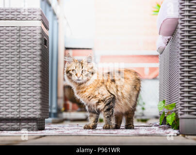 Junge flauschige Katze auf Balkon. Sibirische Katze Lebensstil Stockfoto