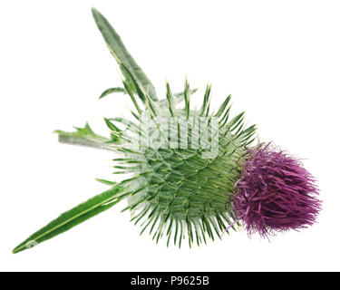 Mariendistel als Heilpflanze mit weißem Hintergrund verwendet Stockfoto