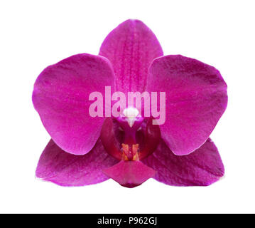 Orchid Flower isoliert auf weißem Hintergrund Stockfoto