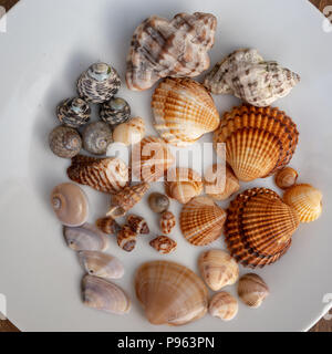 Eine Sammlung von Muscheln vom Mittelmeerstrand angezeigt auf einer weißen Platte Stockfoto