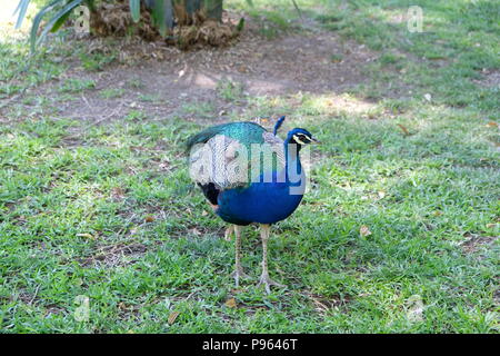 Peacock, stehend auf einem Gras